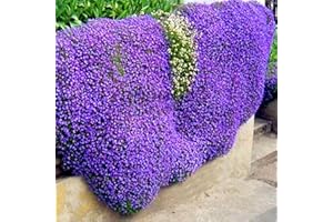 Luojuny Thyme Seeds, 400pcs/bag Creeping Thyme Seeds, High Yield, Easy to Grow, Perennial Bonsai Seeds for Lawn Light Purple
