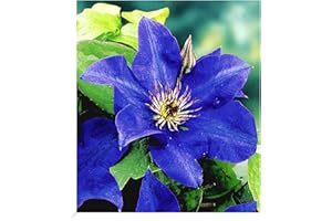 BALDUR Garten Blaue Clematis 'The President' Waldrebe winterhart, 1 Pflanze, Klematis mehrjährige blühende Kletterpflanzen, bienenfreundlich und schmetterlingsfreundlich, blühend, Clematis Hybride