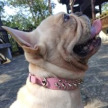 Hifrenchies Hundehalsband Mit Nieten – Verstellbar, Mikrofaser-Leder, Für Französische Bulldoggen & Mehr