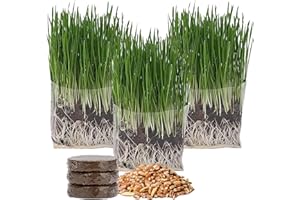 The Cat Ladies Erba per Gatti da Interno - Confezione da 3 - Kit Completo con Semi da Piantare Terriccio e Sacchetti - Facile e Veloce da Crescere - Piante per Gatti da Casa