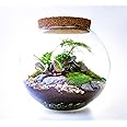 Large Glass Globe Terrarium with 4 Living Plants, Cushion Moss and Tool Set - The Ultimate Terrarium Kit