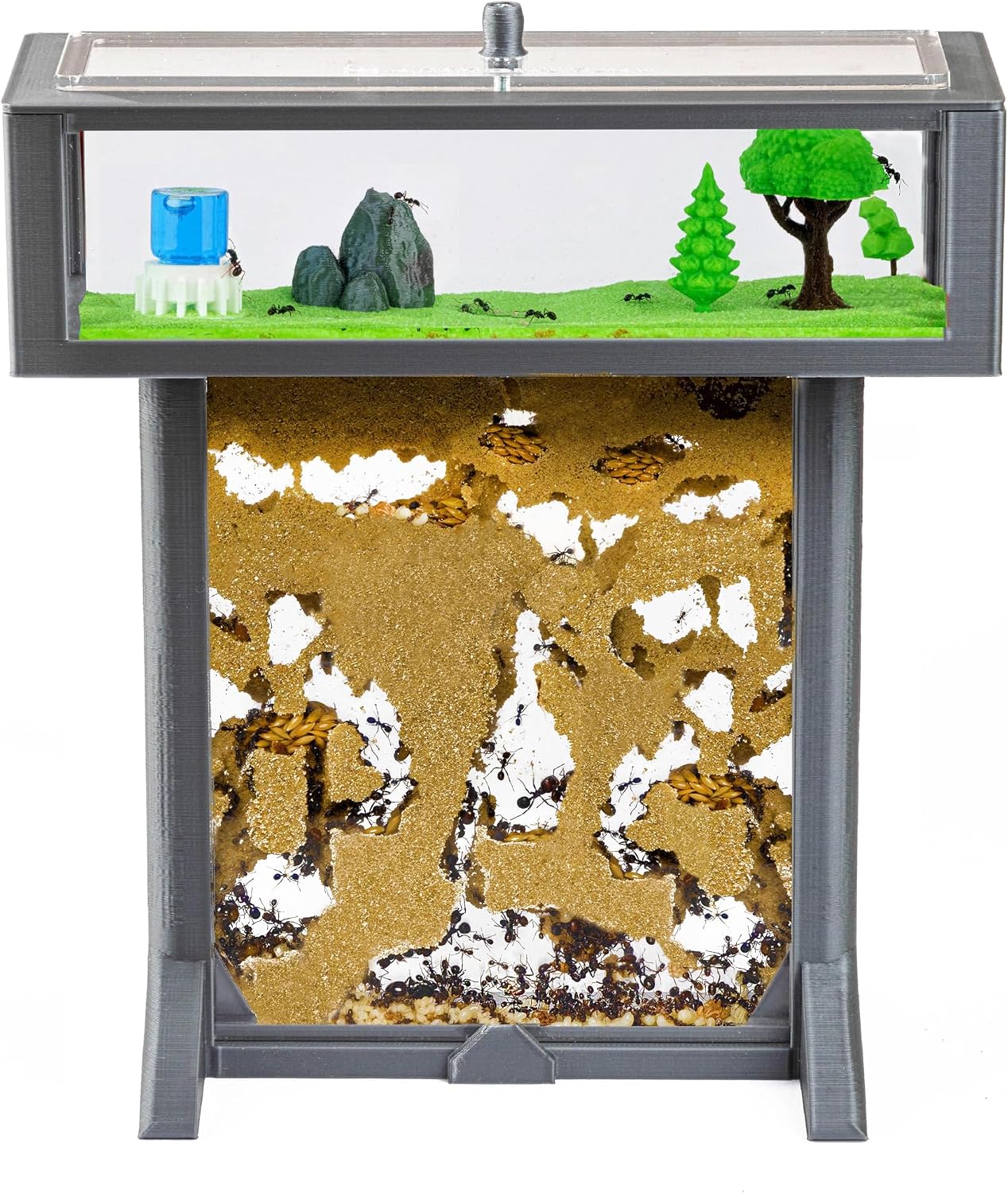 Anthouse.es - Kit Hormiguero Acrílico de Arena en Forma de T 3D - Sándwich y Caja de Forrajeo - Hormiguero con Hormigas Vivas Incluidas (Reina, Obreras, Huevos y Larvas) - Color Gris