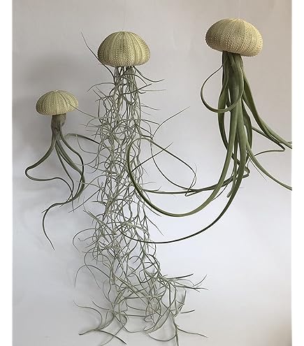 Lot De Trois Méduses Aériennes Avec Oursins Alfonso Colorés