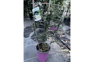 GENERICO limone Caviale rosso spalliera vaso 17 ornamentale da frutto commestibile Vivaio Annese