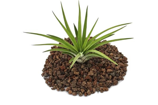 Exotenherz – Tillandsia brachycaulos abdida – lös växt stor