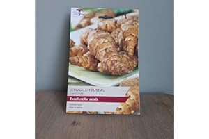 Jerusalem Fuseau 2 x Artichoke - Easy-to-Grow Potatoes - Grow Your own by Park Farm Plants