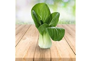 Pak Choi 250 x graines - Du Portugal 100% Naturel Sans Aide à La Culture Chimique Ni Génie Génétique, Juste de la Nature Pure