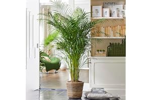 GARDENERSDREAM Areca Palm Large Indoor House Plant Real Tropical Exotic Evergreen Tall Plants (30-40cm incl. Pot)