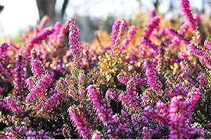 100 Semillas de Brezo - macizas flores planta melífera jardín - semillas campesinas reproducibles - SemiSauvage