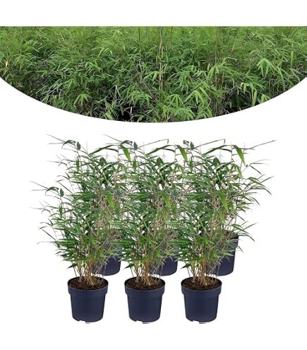 Promo Bambou Fargesia Pot 14 Cm Chez Intermarché