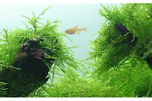 Tropica Taxiphyllum barbieri Java Moss 1-2-Grow Tejido Culture In Vitro Live Acuario Planta Camarones Segura y Libre de Caracol