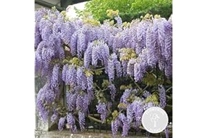 Wisteria sinensis Prolifique – Glycine – Plante grimpante – Peu d'entretien - ⌀15 cm - 60-70 cm