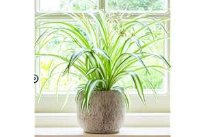 GARDENERSDREAM Chlorophytum Variegatum - Spider Plant Indoor - Air-Purifying House Plants for Home & Office - Low Maintenance Trailing Indoor Plants - Real Houseplants with Pots (20-30cm)