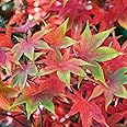 Acer palmatum 'Osakazuki' | Japanese Maple Deciduous Potted Trees for Small Gardens | Premium Bushy Plant Shrub Tree in Pot (50-70cm (Incl. Pot))