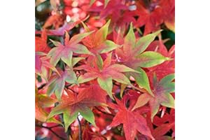 GARDENERSDREAM Acer palmatum "Osakazuki" | Acero giapponese Pianta da giardino deciduo Arbusto in vaso