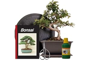 GENKI-BONSAI Anfänger Bonsai-Set Ulme - 6 teilig - ca. 30cm hoher Ulmen-Bonsai, 1 Schere, 1 Untersetzer, 1 Arbeitsdrehteller, 1 Flasche Dünger, 1 Bonsaibuch