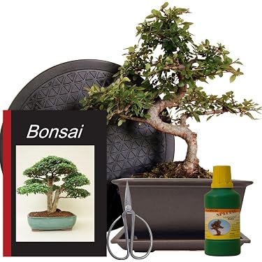 Amazon.de Bestseller: Die beliebtesten Artikel in Bonsai