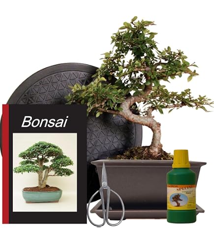 Seedeo Bonsai Anzuchtset Roter Fcherahorn (Acer palmatum atropurpureum) :  Amazon.de: Garten