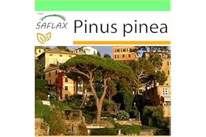 SAFLAX - Pino marittimo - 6 semi - Pinus pinea