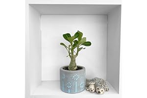Clouds Hill Succulents Live Desert Rose House Plant (Adenium Obesum) in 6cm Pot Rare Succulent (Plant & 6cm Concrete Pot), Green,Grey