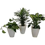 Dominik Blumen und Pflanzen, Tropic-Trio, Efeutute Zimmerpalme mit Dieffenbachia und Dekotopf, weiß