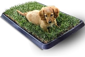 Kit S cane PetZolla - Lettiera per cani in Vera Erba con Vassoio Riutilizzabile 60x40 cm, Traversine cane 100% naturali e atossiche, lettiera cani in vero prato dura fino a 4 Settimane