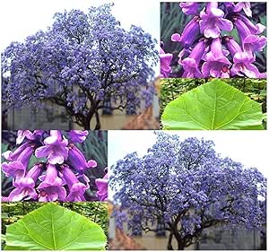 Paulownia tomentosa Blauglockenbaum 50 cm Höhe Enormer Wuchs bis 2