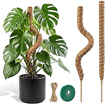 Moosstab, 120 cm Moosstab fr Monstera, Rankhilfe Monstera, Pflanzensttze,  Rankhilfe Zimmerpflanzen, Pflanzenstab, Moss Pole mit Zubehr, Kokosstab  Monstera, fr Kletterpflanzen im Innenbereich : Amazon.de: Garten