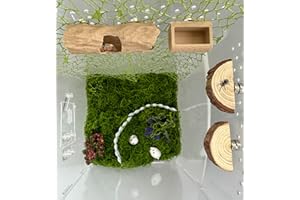 OKUEEJUR 6Pcs Jumping Spider Accessories Set,Tree Jumping Spider Climbing Toy with Cave, Jumping Spider Feeder,2 Wooden Platforms and 2 Green Moss Ribbons,Small Reptile Enclosure Decoration Accessories