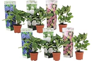 Plant in a Box - Hydrangea macrophylla 'Early Blue', 'Early Pink', 'Wudu' - Ortensia - Misto di 6 - Vaso 10,5 cm - Altezza 25-40 cm