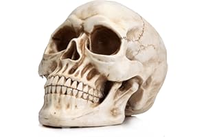Readaeer Model ludzkiej czaszki naturalnej wielkości.