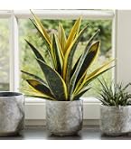 sansevieria boncel variegated Sansevieria cylindrica 'Boncel Variegata' main image 0