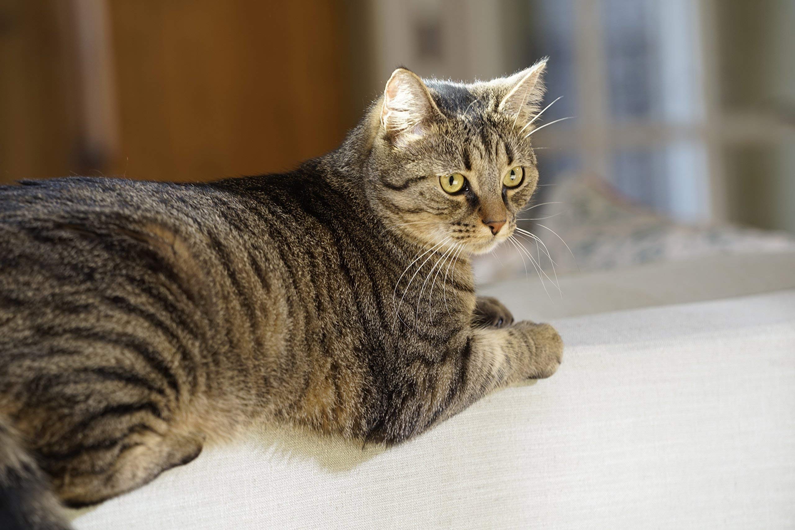 PetSafe-Porte-pour-Animaux-pour-Conditions-climatiques-Extrmes-L-Chatire-pour-Grand-Chien-Economie-dEnergie-Trs-Isolante-Triple-Protection-Contre-Le-Froid-et-Le-Chaud-SML