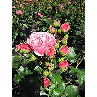 Baumschule Pflanzenvielfalt Rosa Bailando® - Edelrose Bailando®