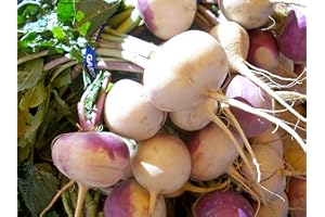 MES GRAINES POTAGÈRES Lotto di 500 semi di rapa bianca con colletto viola - Essenziale per l'orto - Facile da coltivare - Soda e dolce - 100% naturale - Qualità gustativa - Garanzia di germinazione - 100% riproducibile