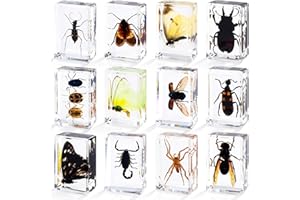 LZMDISU 12 Styles Insect in Resin Specimen, Bugs Collection Paperweights Animal Specimen for Kids Bug Preserved in Resin for Scientific Education Office Desk Christmas Display Supplies