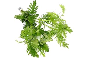 K2AQUA Hygrophila Difformis (1 Bunch) Water Wisteria Live Aquarium Plant Healthy Freshwater Tropical Greenery Easy Care Oxygenating for Aquariums or Tanks