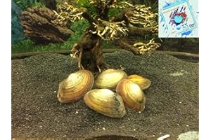 Topbilliger Tiere Teichmuschel für den Gartenteich - Algenkiller Gesundheitspolizei im Gartenteich! 5X