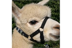 Homestead Farm Supplies ALPACA HEADCOLLAR with BUCKLE Fastening - BLACK - MEDIUM