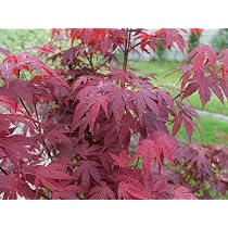 Bonsai Japanischer Fächerahorn - Acer Palm. Atropu Produktbild-Vorschau 4