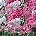 Hydrangea Potted Plant Flowers Outdoor Shrub for Patios, White Vanille Fraise Easy to Grow, 3 x 8cm Pot by Thompson & Morgan