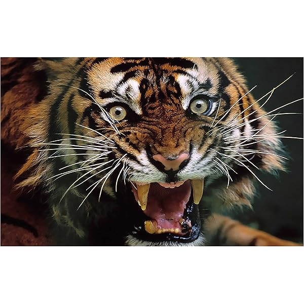 Anne Print Solutions® Tiger Animal Poster (Without Frame) for Wall