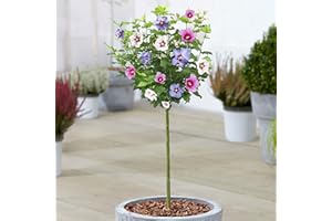 GARDENERSDREAM Hibiscus Tricolour Tree | Potted Deciduous Ornamental Trees for Small Gardens | Standard Stem Lollipop Tree | Outdoor Garden Plants (70-80cm (Incl. Pot))