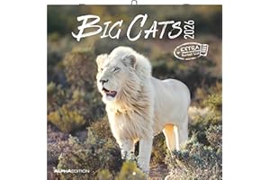 Big Cats 2026 - Broschürenkalender 30x30 cm (30x60 geöffnet) - Kalender mit Platz für Notizen - Big Cats - Bildkalender - Wandplaner - Alpha Edition: Big Cats