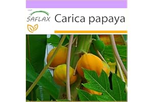 SAFLAX - Papaia - 30 semi - Carica papaya