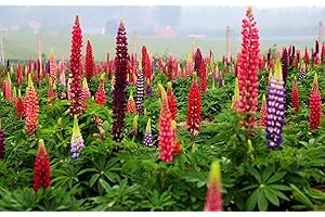 HUA XIAN ZI Richtige Samen säen - 2000 Russell Lupine Samen zum Pflanzen - Heirloom Non-GMO-Samen; Wunderbare Gartenarbeit