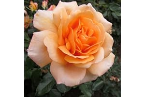 GORGEOUS GARDEN ROSES Dad's Delight - 5.5lt Potted Floribunda Garden Rose Bush - Ideal Long Lasting Gift for Dad - Beautiful Deep Apricot Repeating Blooms.