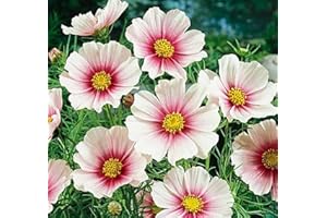 FLOWERSEEDSUK 25 Cosmos Bipinnatus Daydream Day Dream Seeds
