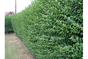 10 Green Privet Hedging Ligustrum Plants Hedge 2-3ft, 60-90cm,Quick Growing Evergreen 3fatpigs®