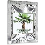 Hanfpalme Trachycarpus fortunei - Hanf Palmen Samen 10 Stück/Pack - Palmensamen - Winterhart bis -17 °C die frosthärteste Pal